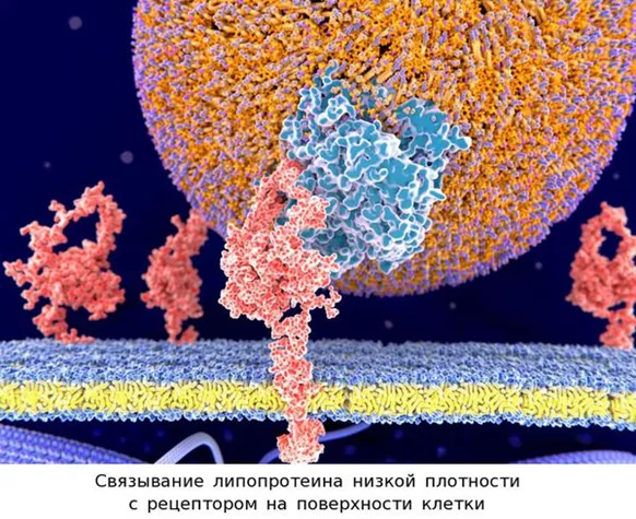 Связывание липопротеина низкой плотности с рецептором на поверхности клетки